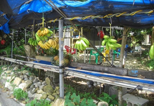 🍍 이시가키 관광 파인애플·망고 과수원(이시가키 칸코 파인·만고엔) 이미지 1